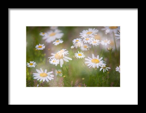 Daisy Framed Print featuring the photograph Dreamy Daisies on Summer Meadow by Jenny Rainbow