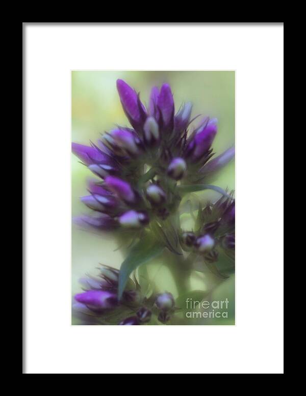 Floral Framed Print featuring the photograph Dreamy Lavendar Buds by Mary Lou Chmura