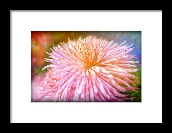 Pink Framed Print featuring the digital art Dreamy Pink Chrysanthemum by Lilia D