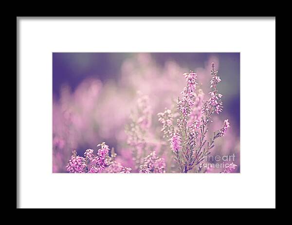 Pink Framed Print featuring the photograph Dreamy Pink Heather by Natalie Kinnear