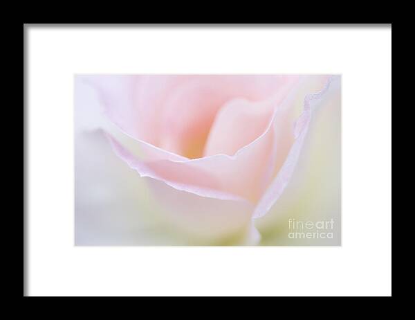 Rose Framed Print featuring the photograph Dreamy Rose by Patty Colabuono