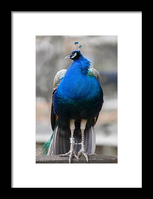 Peacock Framed Print featuring the photograph Dress Blues by Phil Abrams