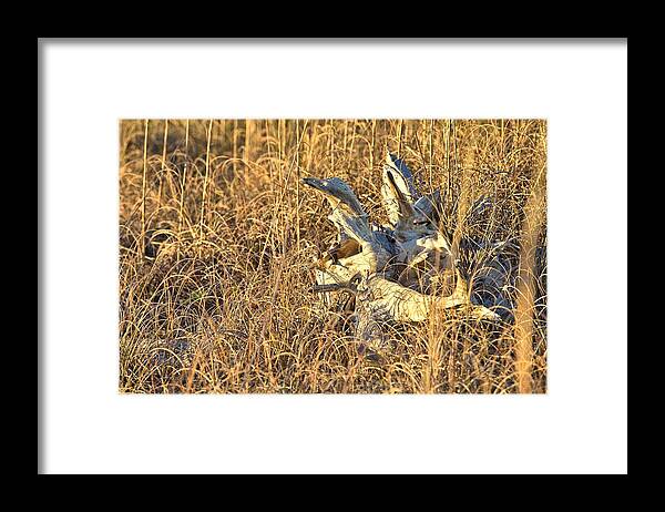9685 Framed Print featuring the photograph Driftwood by Gordon Elwell