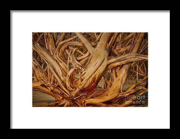 Driftwood Framed Print featuring the photograph Driftwood Jungle Botany Bay by Carrie Cranwill