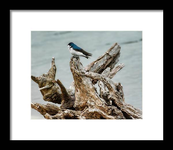 Bird Framed Print featuring the photograph Driftwood Song by Jai Johnson