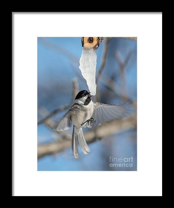 Blue Sky Framed Print featuring the photograph Drinking in Flight by Cheryl Baxter