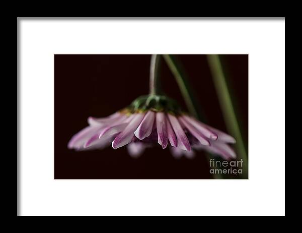 Daisy Framed Print featuring the photograph Drooping by Lois Bryan