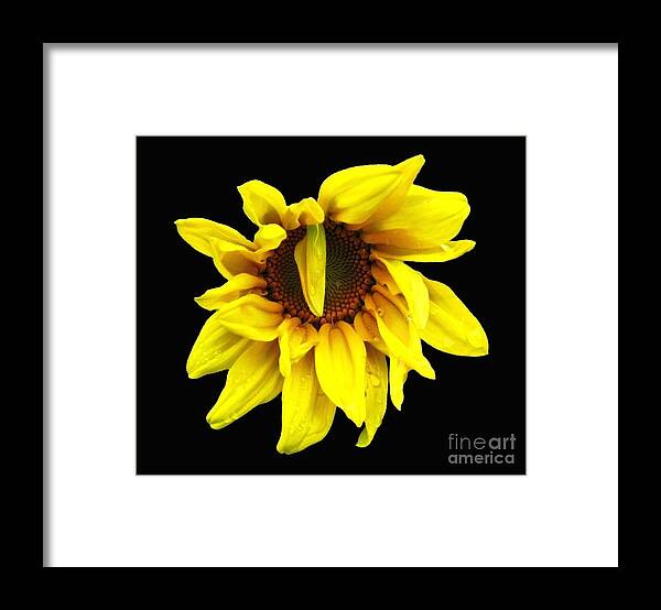 Sunflowers Framed Print featuring the photograph DrOOPS Sunflower with Oil Painting Effect by Rose Santuci-Sofranko
