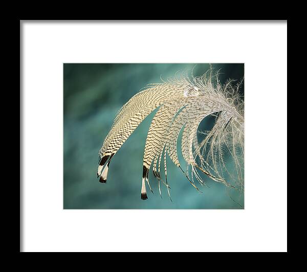 Design Framed Print featuring the photograph Droopy Feather by Jean Noren
