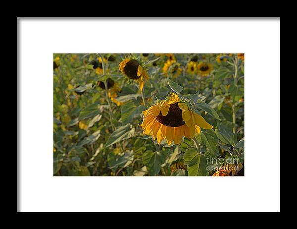 Wildflowers Framed Print featuring the photograph Droopy by Roy Thoman