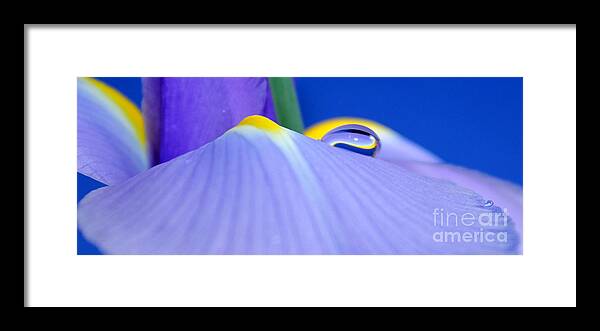 Iris Framed Print featuring the photograph Drop Of Spring by Krissy Katsimbras