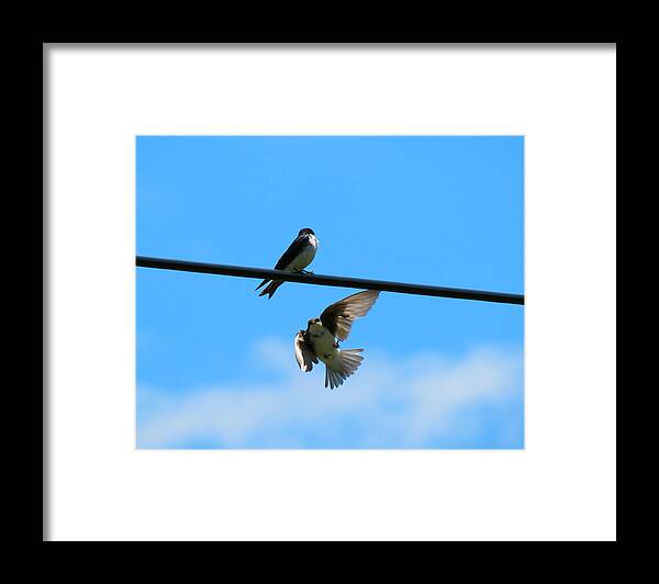 Birds Framed Print featuring the photograph Drop Out by Azthet Photography