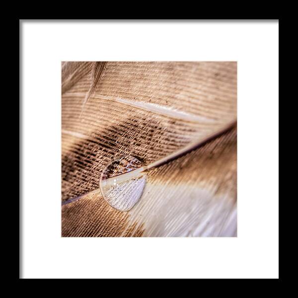 Light Framed Print featuring the photograph Droplet On A Quill by Traveler's Pics
