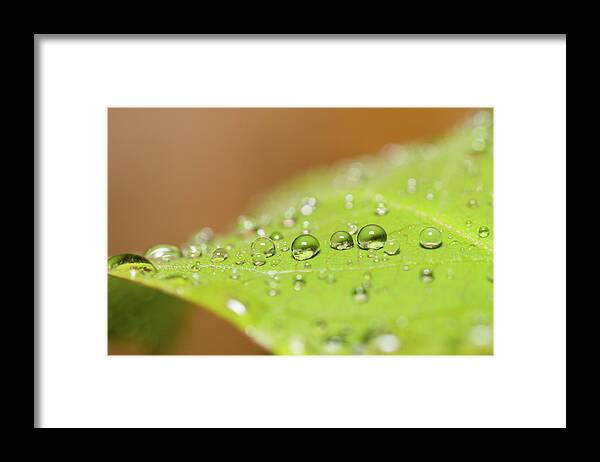 Outdoors Framed Print featuring the photograph Droplets On A Leaf by Michael Phillips
