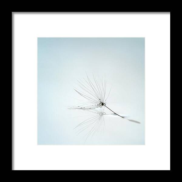 Drops Framed Print featuring the photograph Drops And Stem by Mathieu Irthum