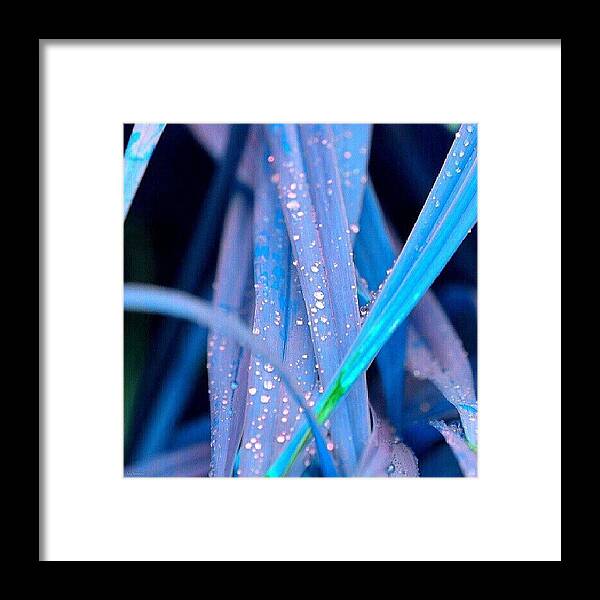 Beautiful Framed Print featuring the photograph Drops by Eve Tamminen
