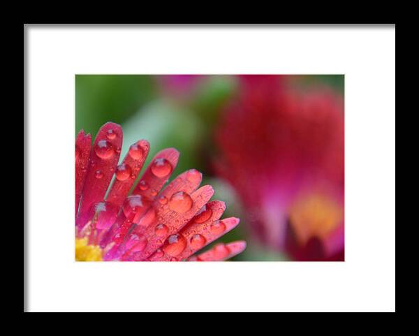 Red Framed Print featuring the photograph Drops of Rain in Red and Pink by Forest Floor Photography