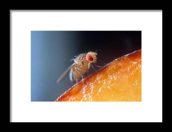 Animal Framed Print featuring the photograph Drosophila On Fruit by Robert Noonan