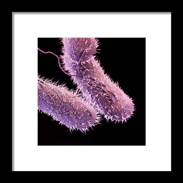 Drug-resistant Non-typhoidal Salmonella Framed Print featuring the photograph Drug-resistant Non-typhoidal Salmonella by Science Source