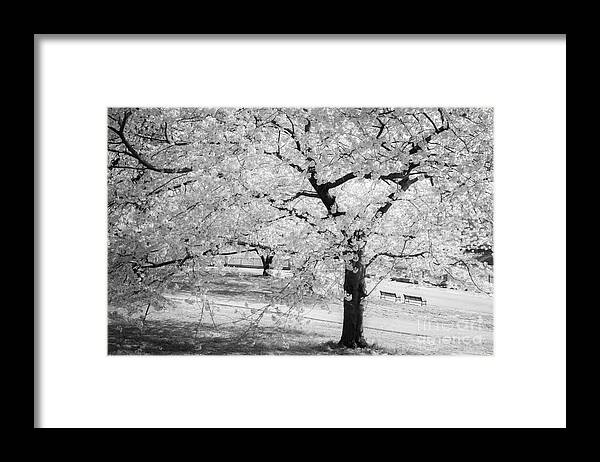 Druid Hill Park Framed Print featuring the photograph Druid Hill Park Spring by Chris Scroggins