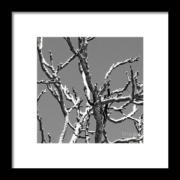 Nature Framed Print featuring the photograph Dry Branches by Sebastian Mathews Szewczyk