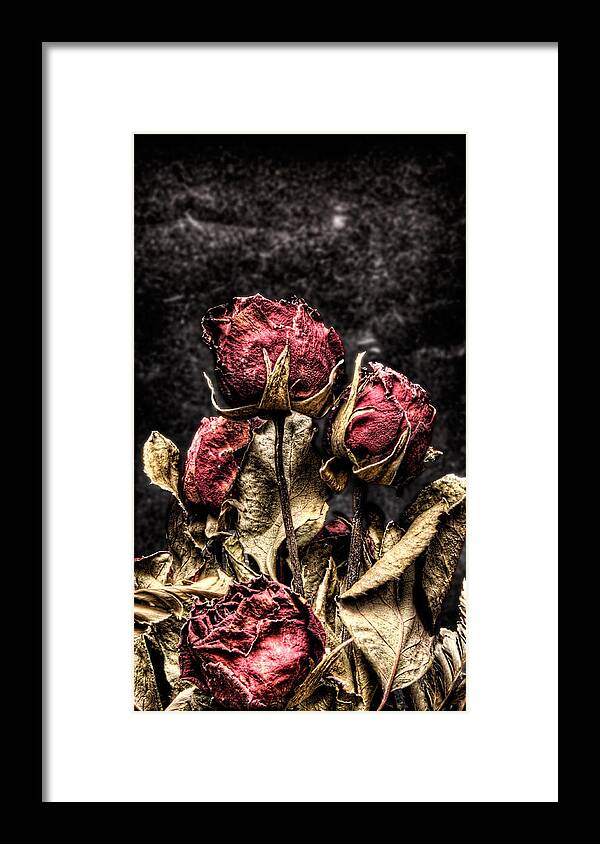 Dry Roses Framed Print featuring the photograph Dry Roses In Black by Weston Westmoreland