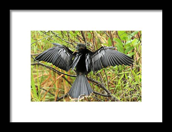 Anhinga Framed Print featuring the photograph Drying In The Wind by Adam Jewell