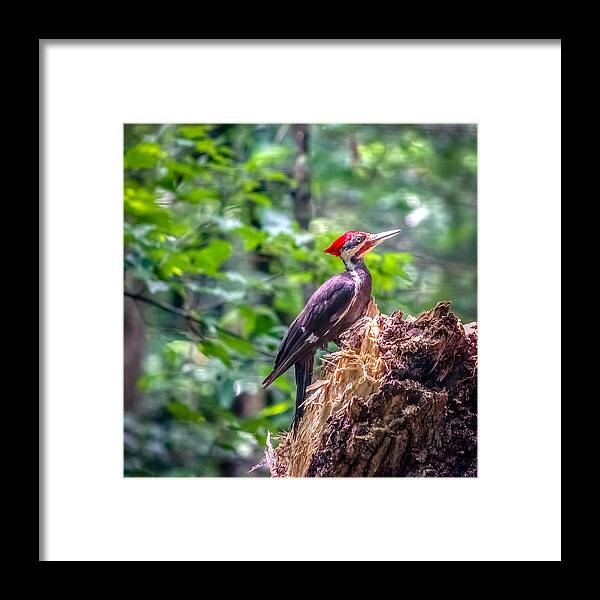 America Framed Print featuring the photograph Dryocopus pileatus by Traveler's Pics