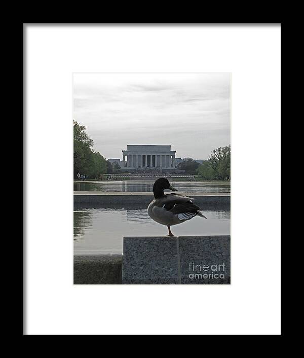 Duck Framed Print featuring the photograph Duck And Lincoln Memorial  #0850 by J L Woody Wooden
