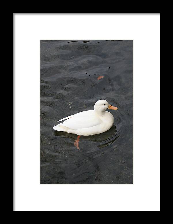 Duck Framed Print featuring the photograph Duck getting feet wet by Tim Senior