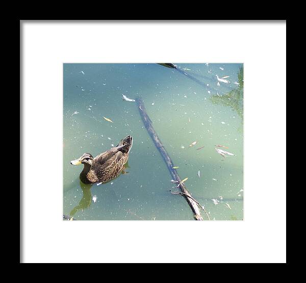 Duck Framed Print featuring the photograph Duck in Pond by Michelle Miron-Rebbe