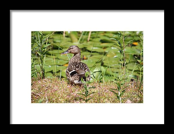 Nature Framed Print featuring the photograph Duck in the grass by Amanda Mohler