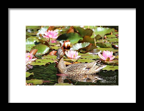 Lilies Framed Print featuring the photograph Duck in the Water Lilies by Amanda Mohler