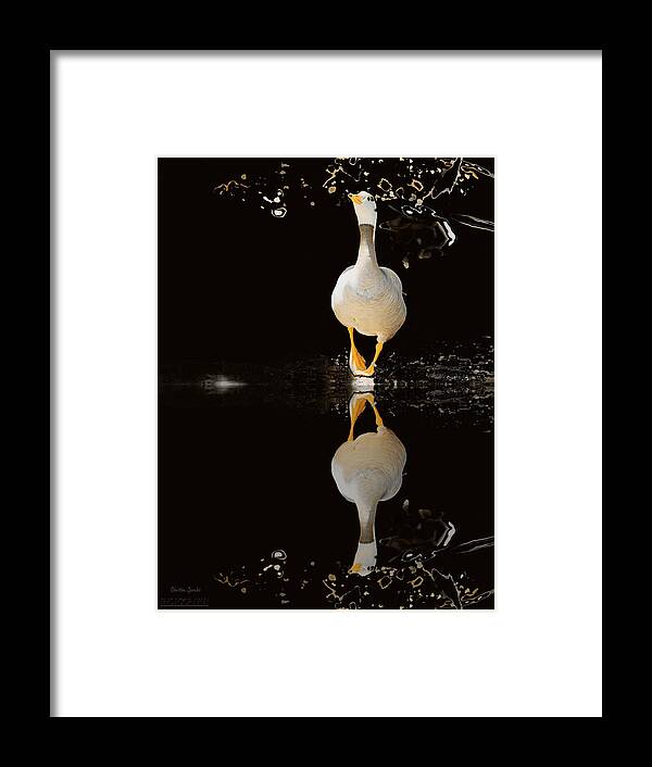 Duck Framed Print featuring the photograph Duck On Stage by Christine Sponchia