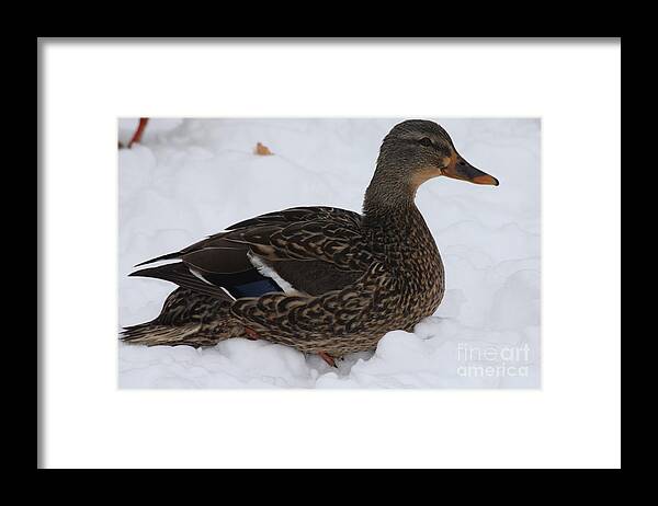 Duck Playing In The Snow Framed Print featuring the photograph Duck Playing in the Snow by John Telfer