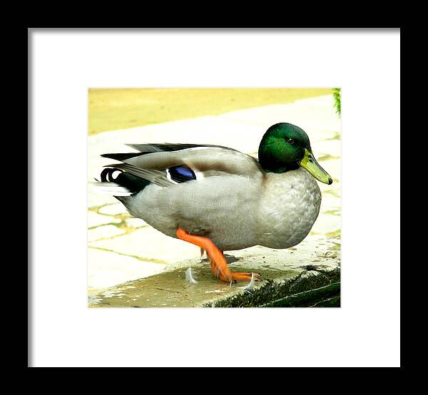Duck Framed Print featuring the photograph Duck Walk by Jean Wolfrum