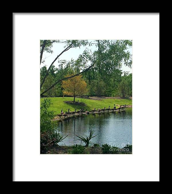Art Framed Print featuring the photograph Ducks in a Row by Shelia Kempf