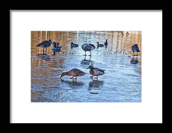 Mallard Duck Framed Print featuring the photograph Ducks on Ice by Diane Macdonald