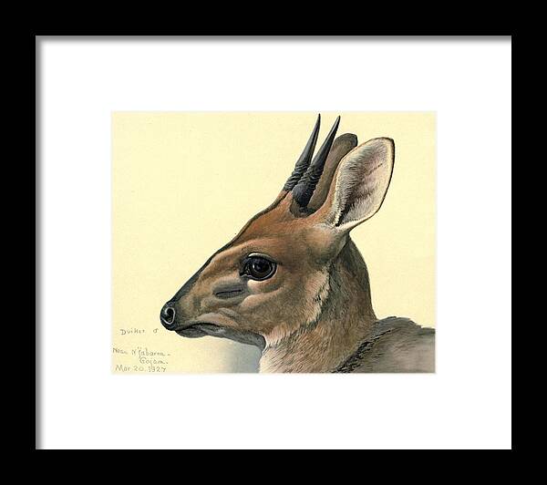 Duiker Framed Print featuring the painting Duiker by Dreyer Wildlife Print Collections 