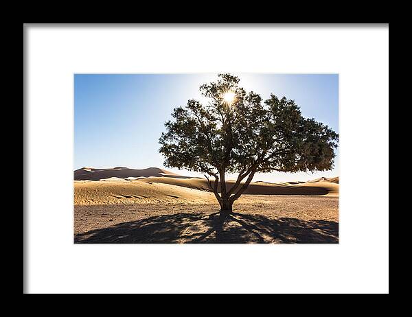 Tree Framed Print featuring the photograph Dune Guardian by Justin Albrecht