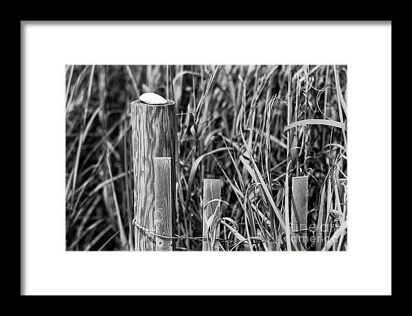 Dune Shell Framed Print featuring the photograph Dune Shell mono by John Rizzuto