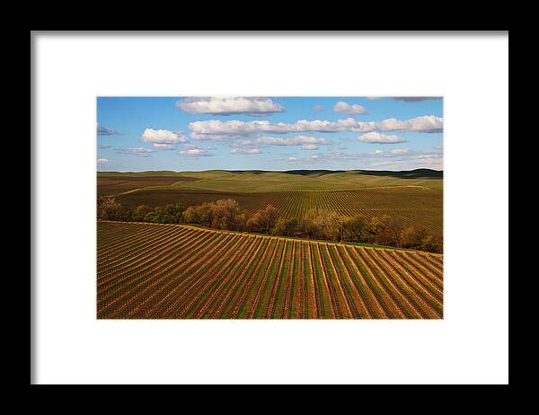 Vineyard Framed Print featuring the photograph Dunnigan Hills Vineyard by Robert Woodward
