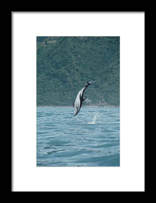 Feb0514 Framed Print featuring the photograph Dusky Dolphin Jumping Kaikoura New by Flip Nicklin