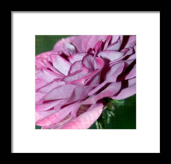 Macro Framed Print featuring the photograph Dusty Rose by Barbara S Nickerson