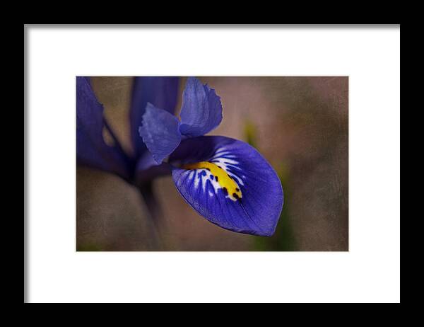 Dwarf Blue Harmony Iris Framed Print featuring the photograph Dwarf Blue Harmony Iris by Liz Mackney