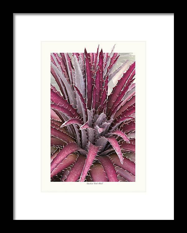 Succulents Framed Print featuring the photograph Dyckia 'Jim's Red' by Saxon Holt