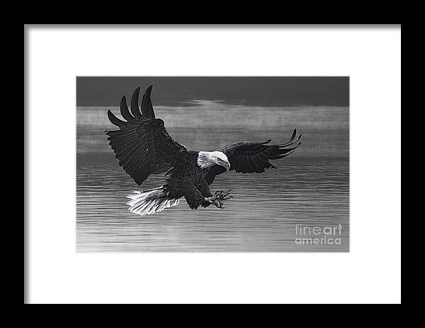 Predator Framed Print featuring the photograph Eagle coming in for fish by Dan Friend