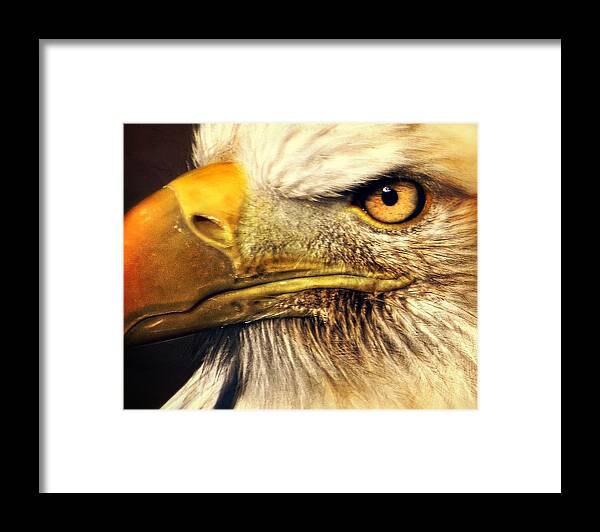 Eagle Framed Print featuring the photograph Eagle Eye 7 by Marty Koch