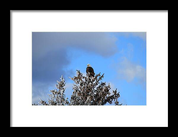 Eagle Framed Print featuring the photograph Eagle In Frosty Pine by Trent Mallett