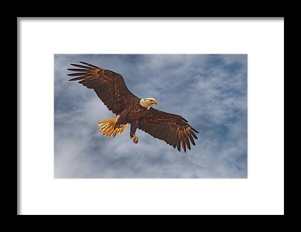 Bald Eagle Framed Print featuring the photograph Eagle In the Sky by Beth Sargent